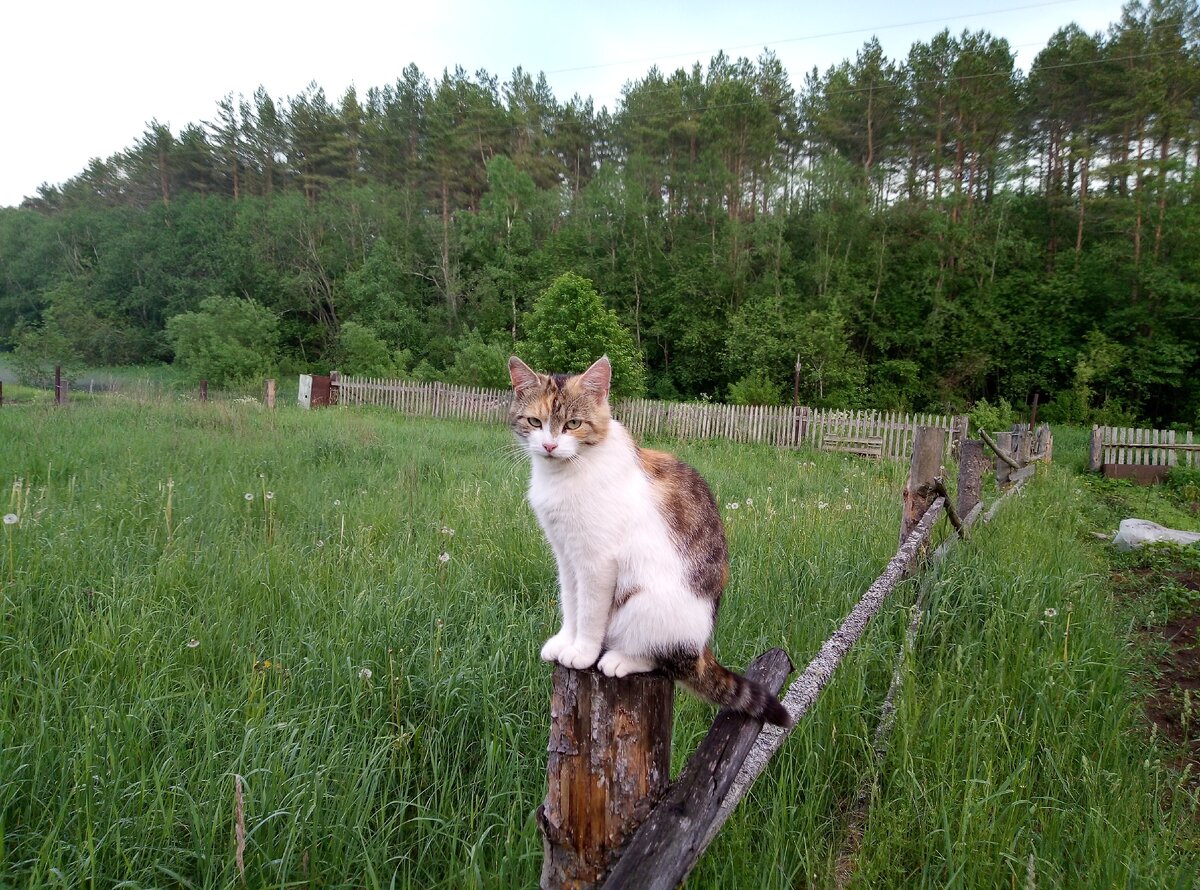 кошки в деревне фото