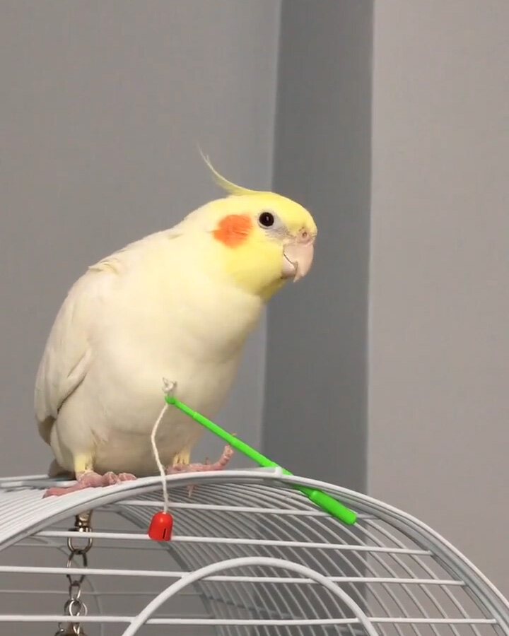 Попугай танцует. Попугай танцует. Белый попугай танцует порода. Попугай танцует. Попугай снежок танцует.