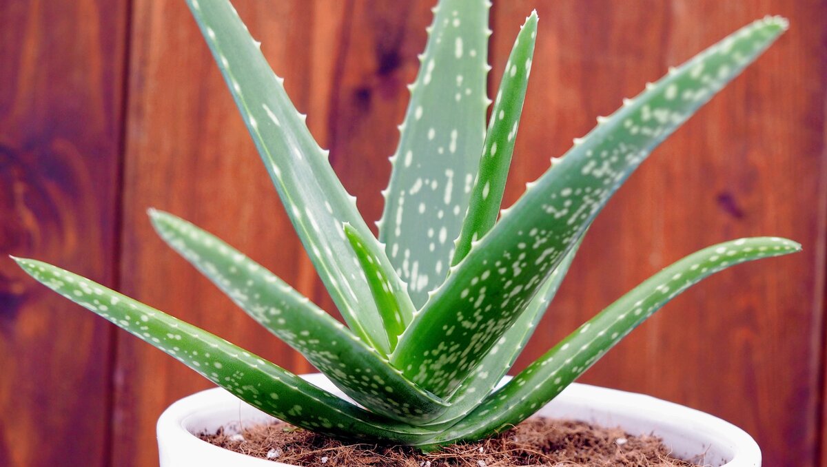 Aloe barbadensis Leaf