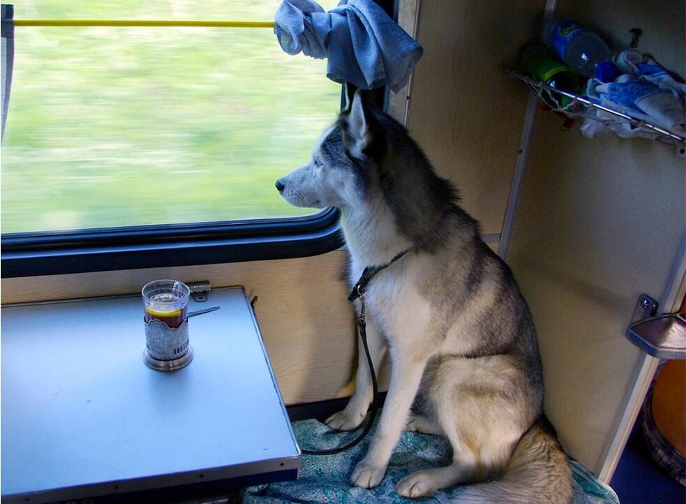 И собакам тоже нужно в отпуск, погреть лапки... Фото взято с ресурса vgudok.com