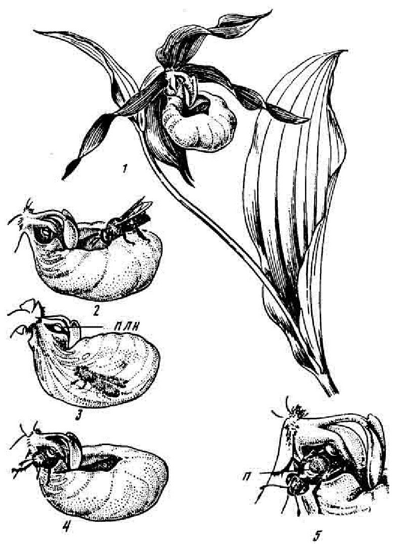 Опыление цветка насекомым