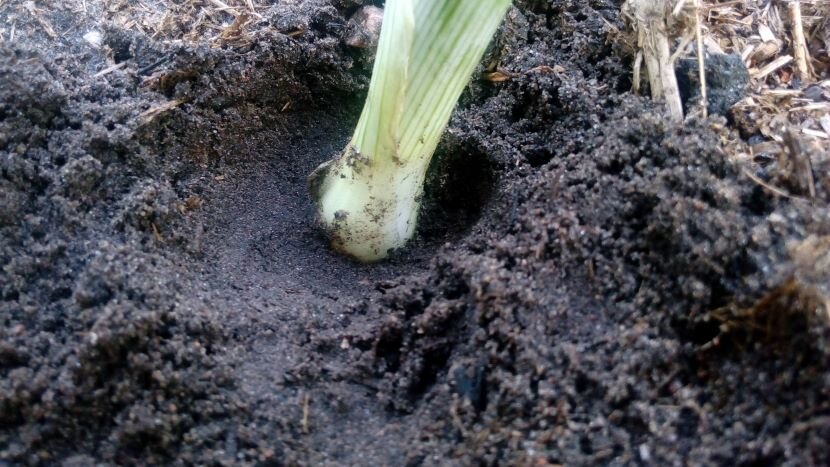 Освобождаем лук и чеснок от земли — это даст резкий толчок для роста ...