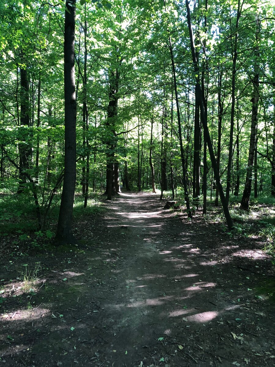Лес