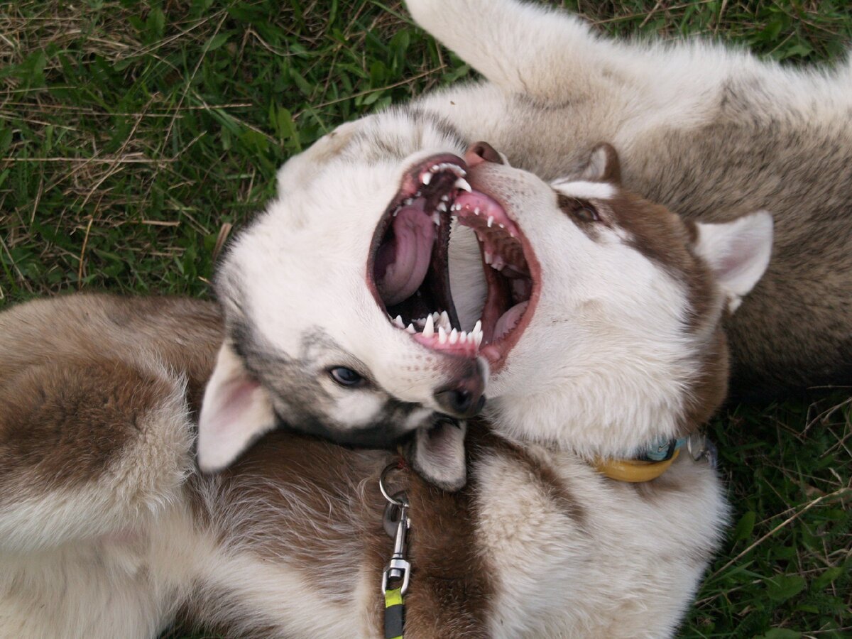 Хасячий инь-янь. На фото маленький рыжий Игорь и Драйв