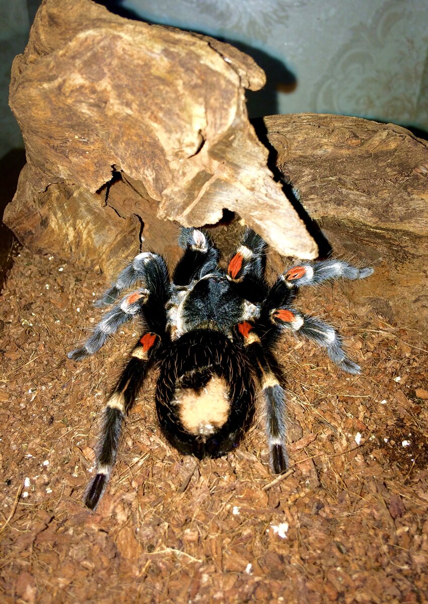 Светлое пятно на черном брюшке - счес в предлиночный период.