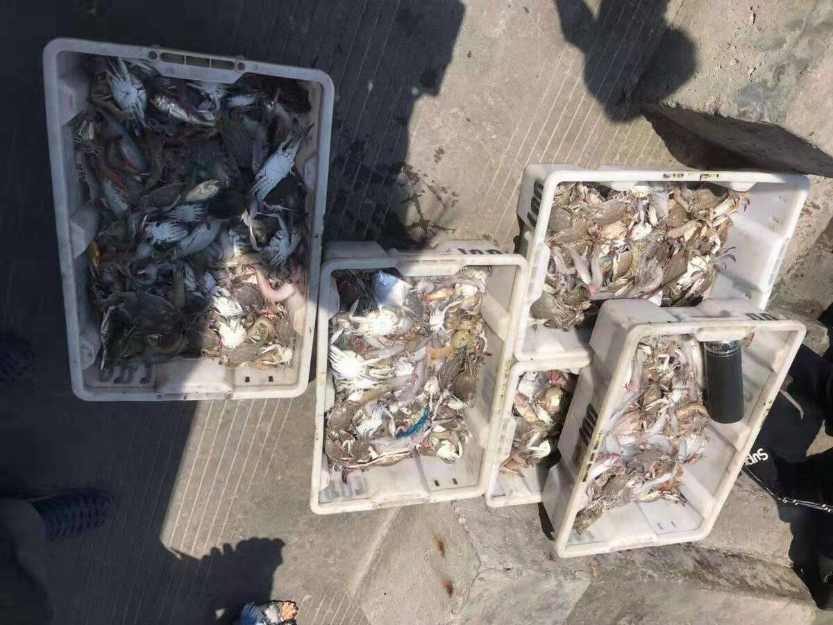 Первая партия морских деликатесов уже на борту.
