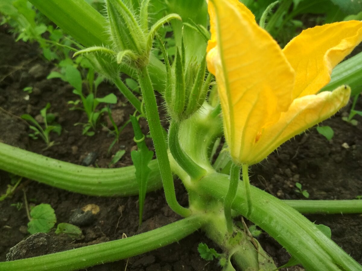 Пустоцветы на кабачках