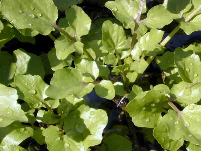 Жеруха (Nasturtium microphyllum)