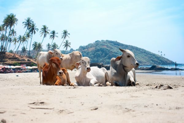 10. Коровий Пляж (Cow Beach), Индия, Гоа