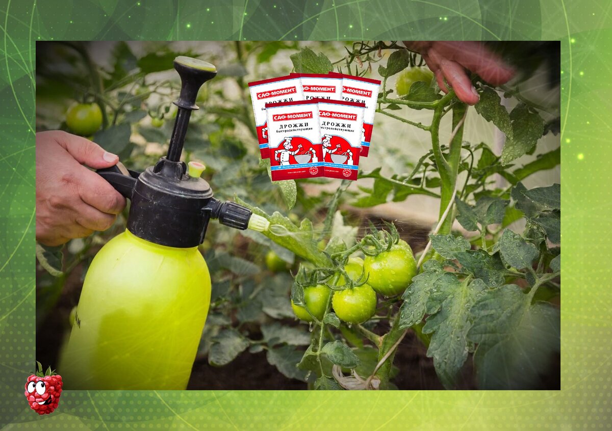 Можно ли подкормить помидоры дрожжами