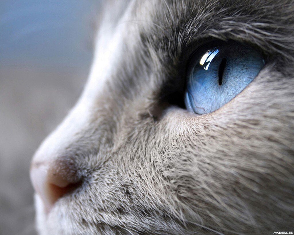 Кошачьи глаза имеет много различий со строением глаз других животных и человека. Часто им приписываются чуть ли не магические особенности. Считается, что пушистики могут видеть в абсолютной темноте.-2
