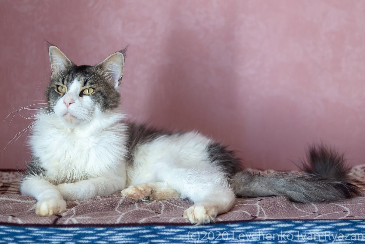 кот Наполеон, глава кошачьего семейства Питомника ERASHCAT