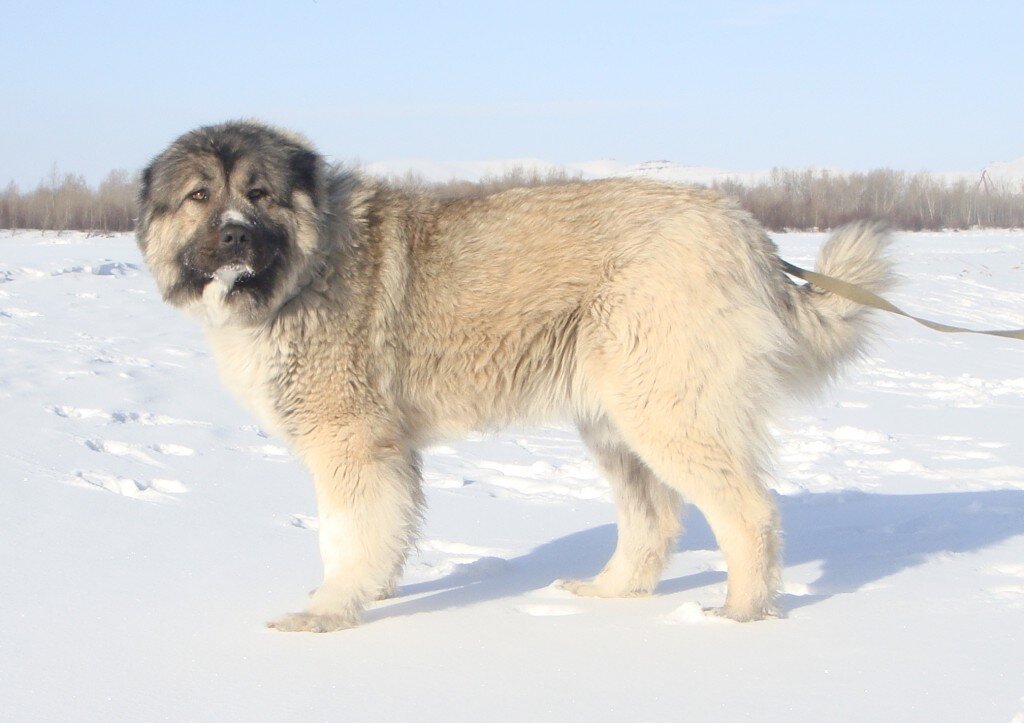 Источник animalsik.com