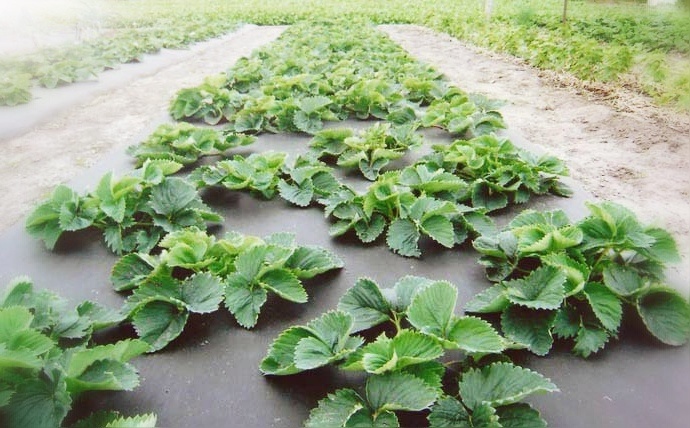 Рассада клубники в шахматном порядке