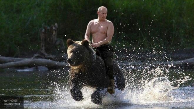 мой медведь