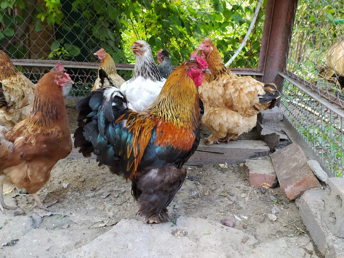 Фото автора Главный в хозяйстве - петух породы Брама.