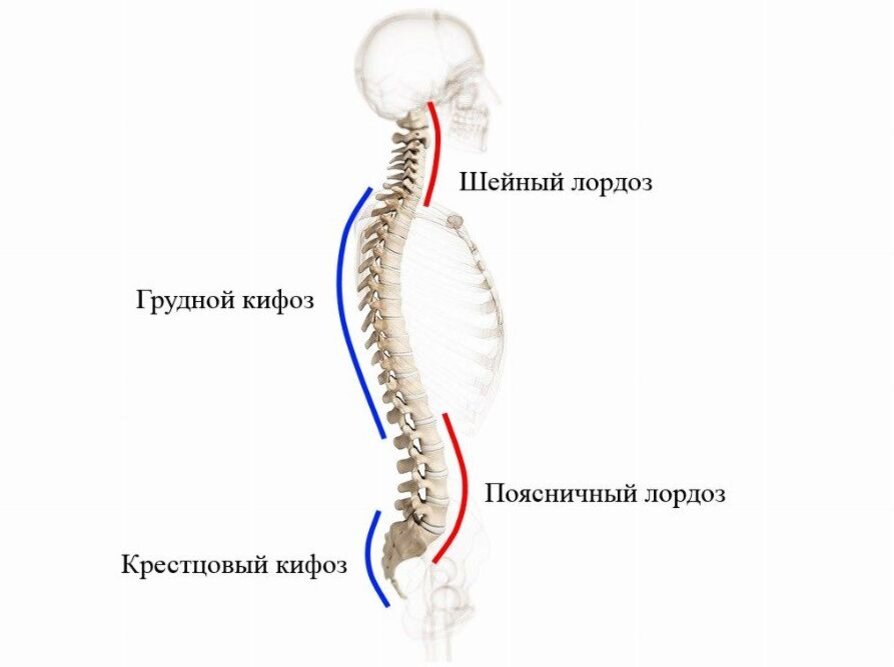 Лордоз картинки позвоночника