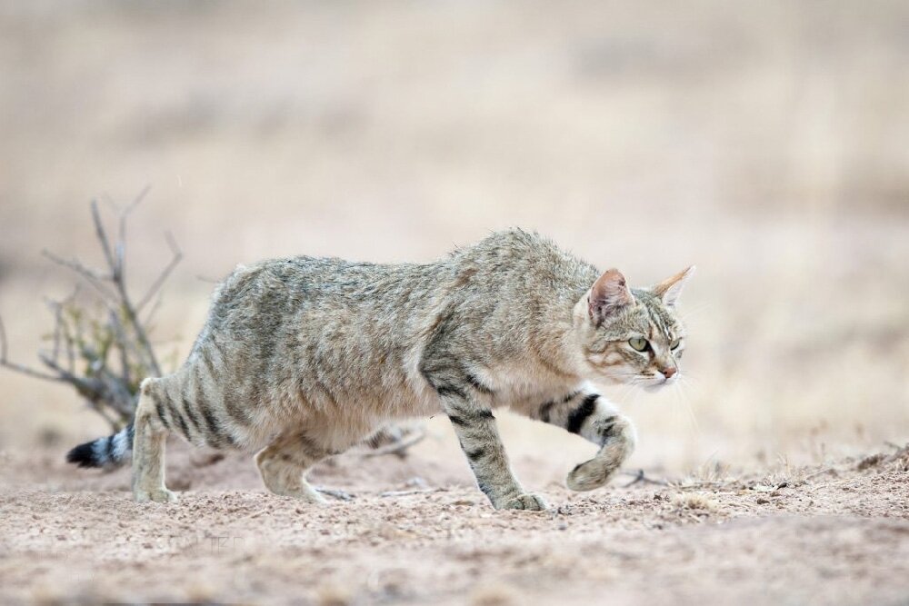 Примерно так выглядел степной кот перед тем, как люди приняли его в свое жилище.