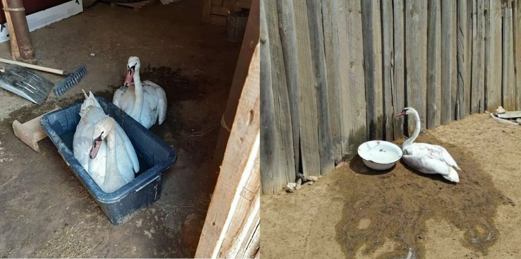 из интернета