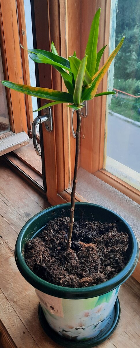Мой кротон