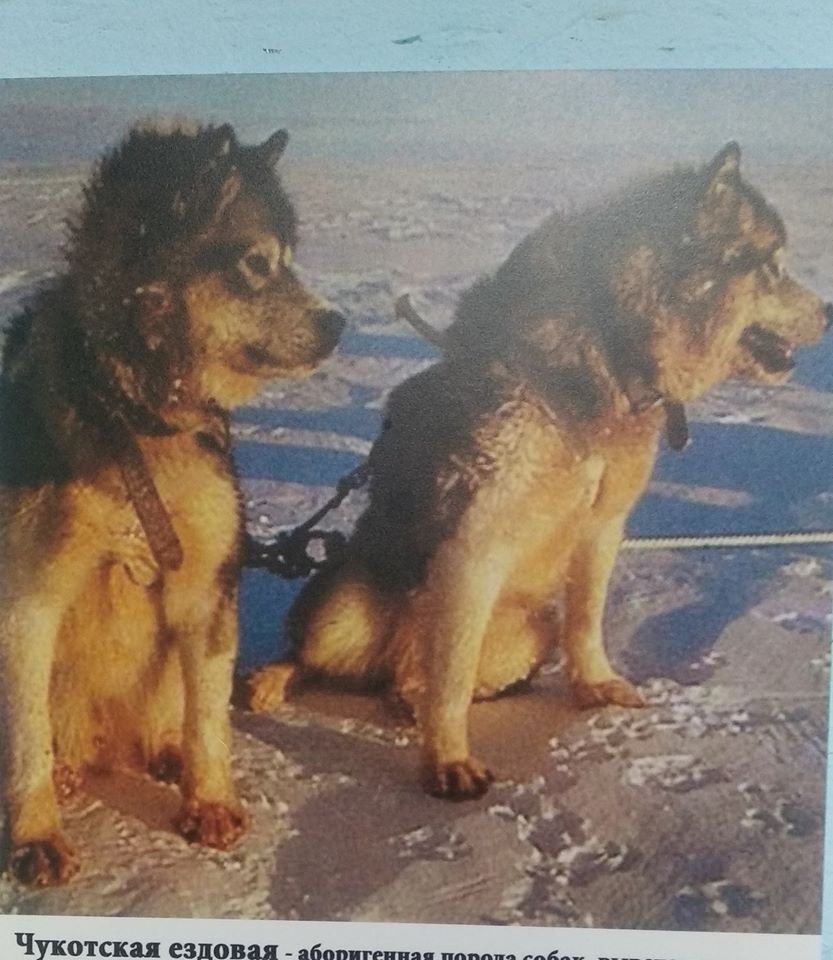 Чукотская ездовая собака (фото Музея Собаки. Зал "Собаки на Севере")