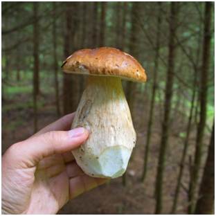 Источник https://sun9-8.userapi.com/a-im74ZXjEGmakGjvpYS0H0ZGNWjyRolIUi-Sg/x_oz6cSyZIY.jpg