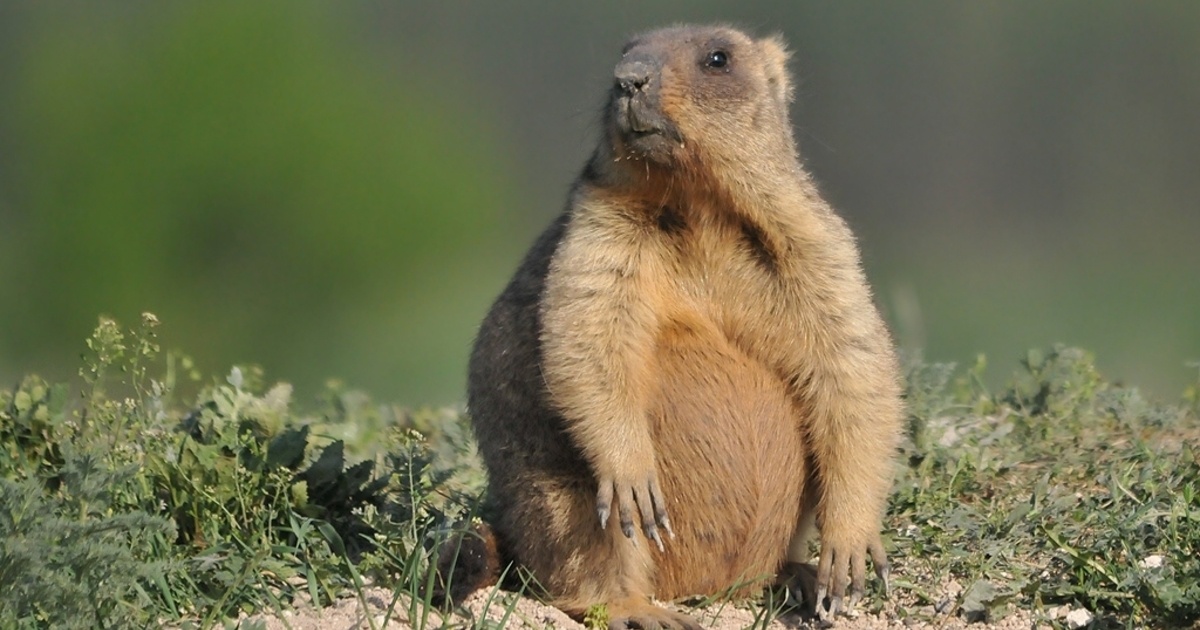 Я, что шутка для тебя ?