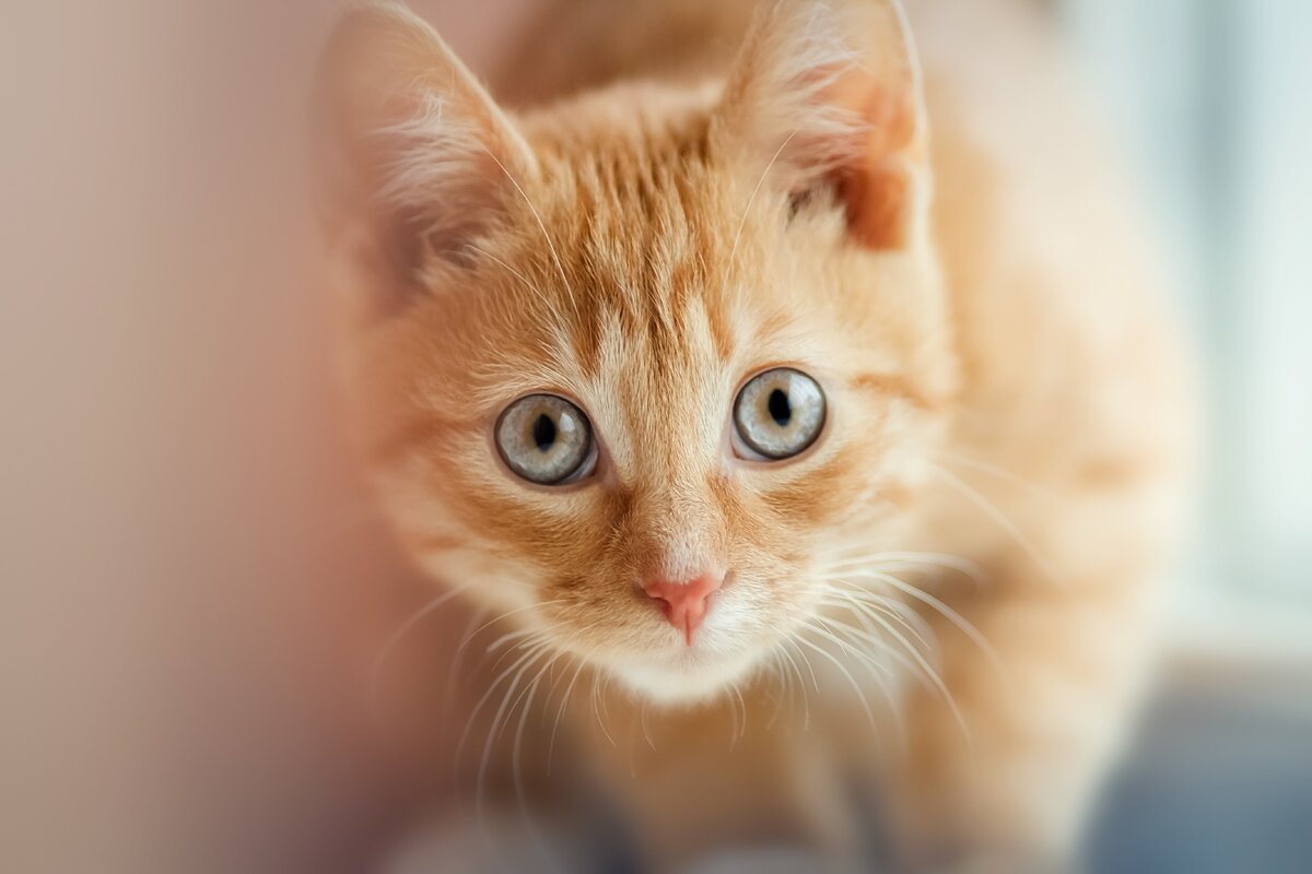 Учить команды лучше всего перед кормлением, когда ваш питомец голоден и заинтересован в лакомстве.