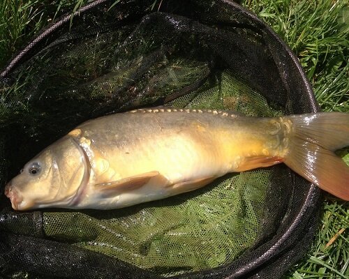 В последнем случае понимаются участки глубиной около 3-4 метров. Определить точный маршрут движения карпа или сазана зачастую можно визуально.