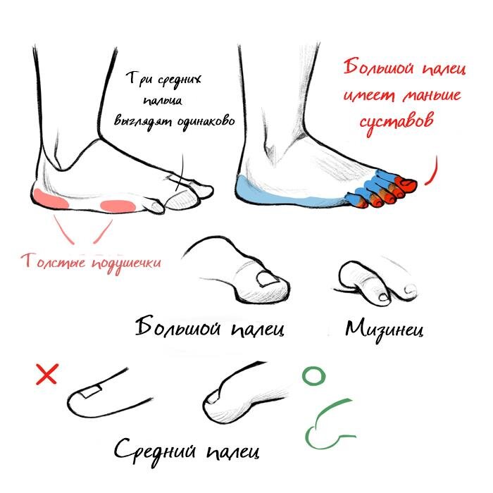 Ногами разбор. Разбор стопы. Ступня разбор. Разбираем стопу. Разбор ноги человека.