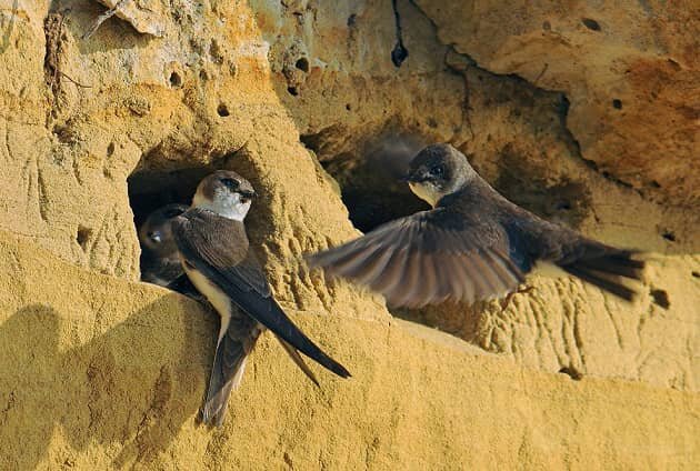 Фото береговых ласточек из интернета