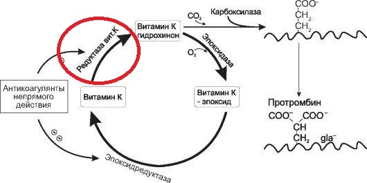 Рисунок 1 - Механизм действия витамина К