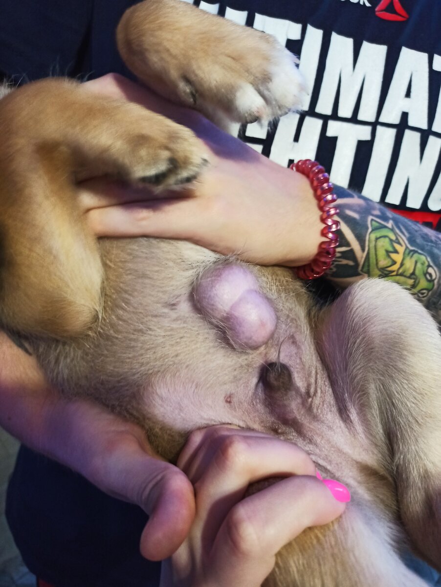 Пупочная грыжа у щенка за 2,5 недели до операции. Фото автора.