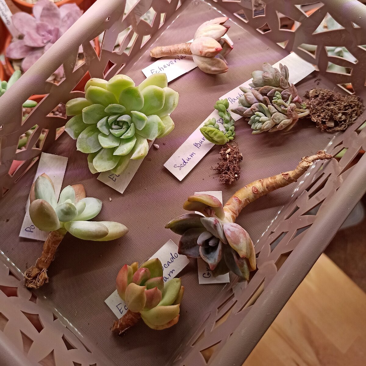 Пополнение коллекции суккулентов