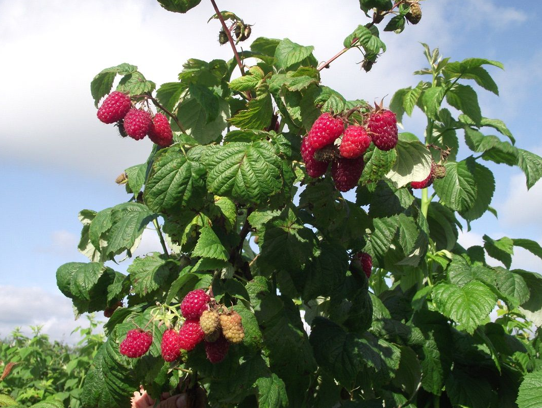 Малина ремонтантная куст. Малина обыкновенная (Rubus idaeus). Малина вольница. Малина обыкновенная вольница.