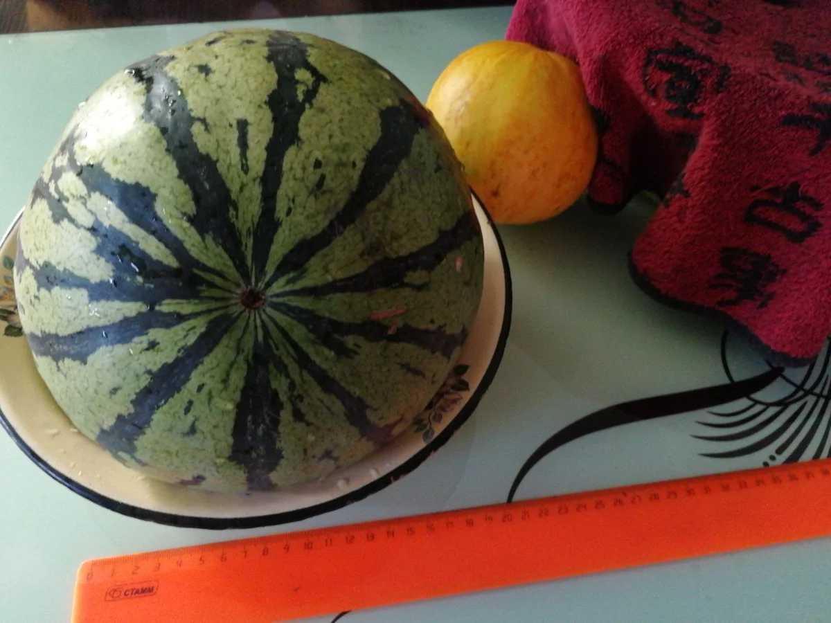 Арбуз СРД-2 и Дыня Злато скифов