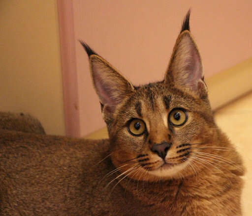 А это Каракет