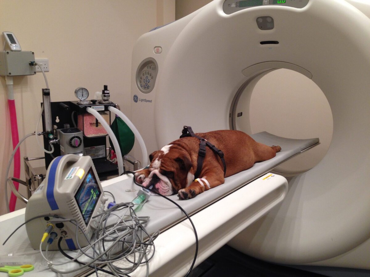 Лечение раковых опухолей у кошек: эффективные методы и советы