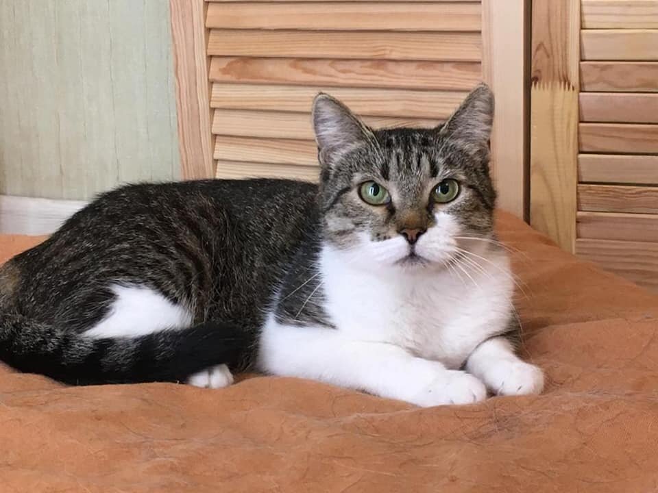 Как хорошо, что мы не выпустили эту кошку обратно на улицу! Посмотрите, какая красавица стала!