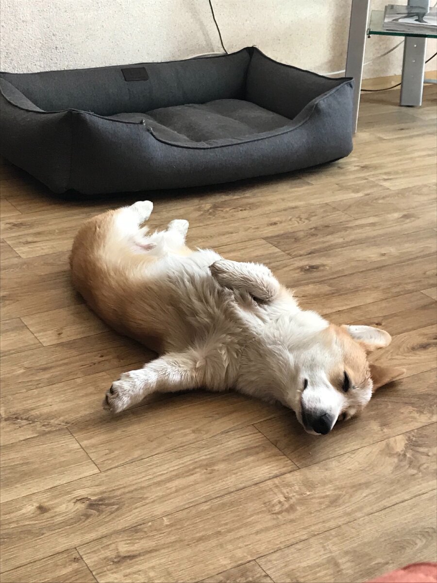 Корги 3 месяца