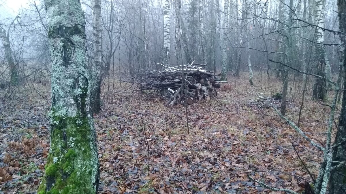 2023 год валежник в лесу