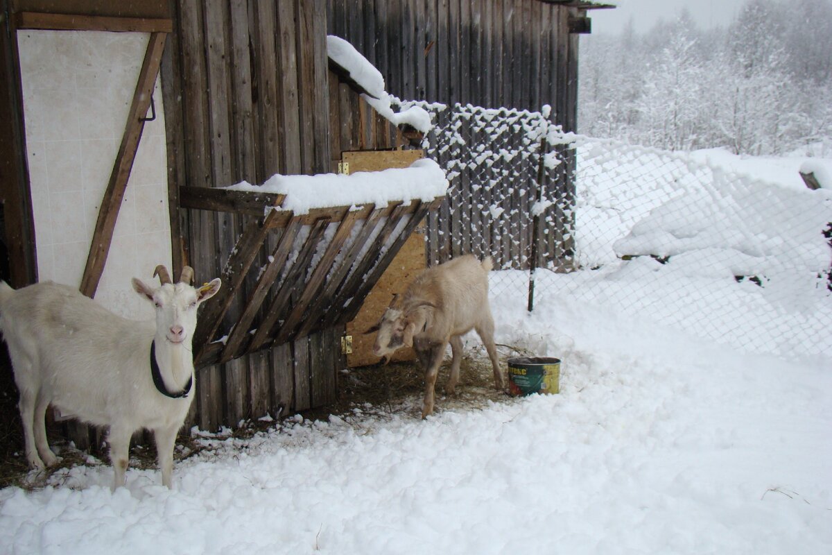 Рогатка и Тотошка