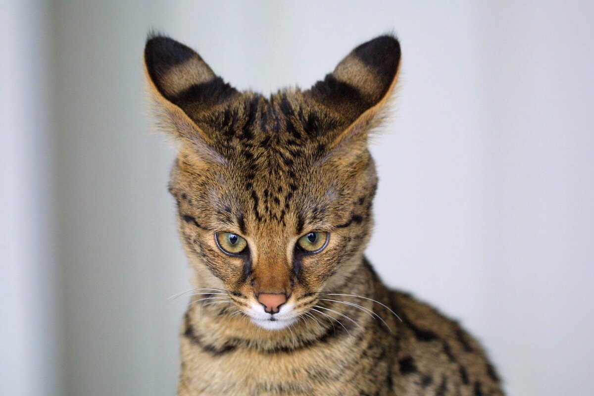 Породы кошек с большими ушами | Догги Академия | Дзен