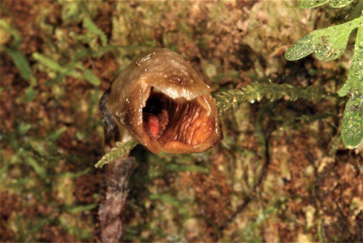  Gastrodia agnicellus фото с ресурса onlinelibrary.wiley.com