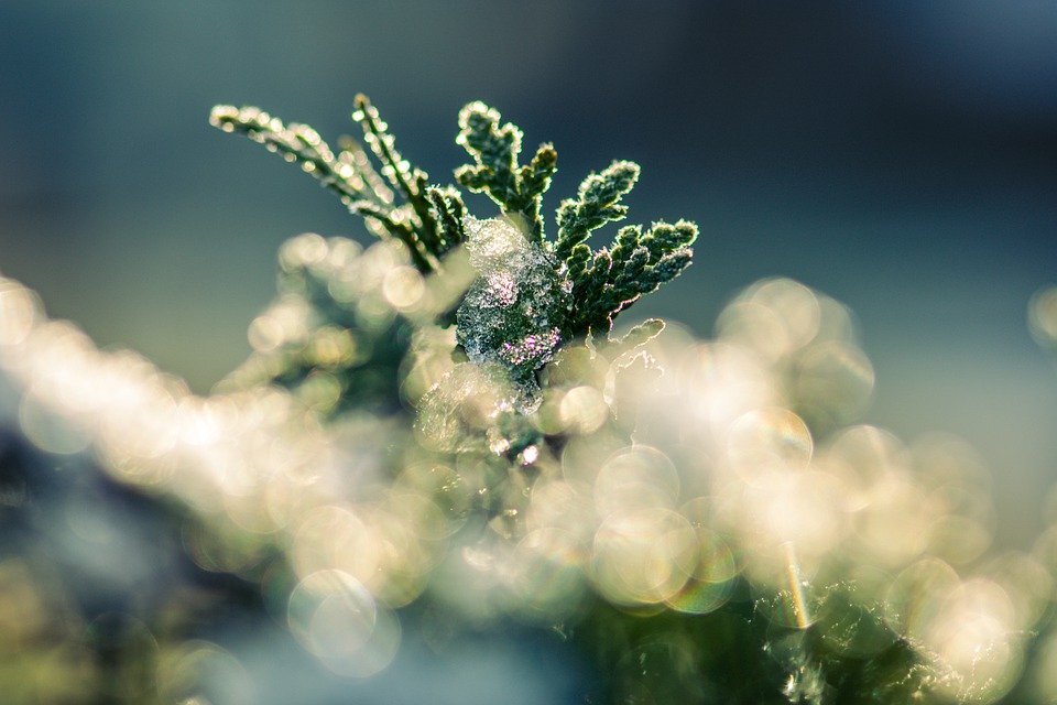 pixabay.com/