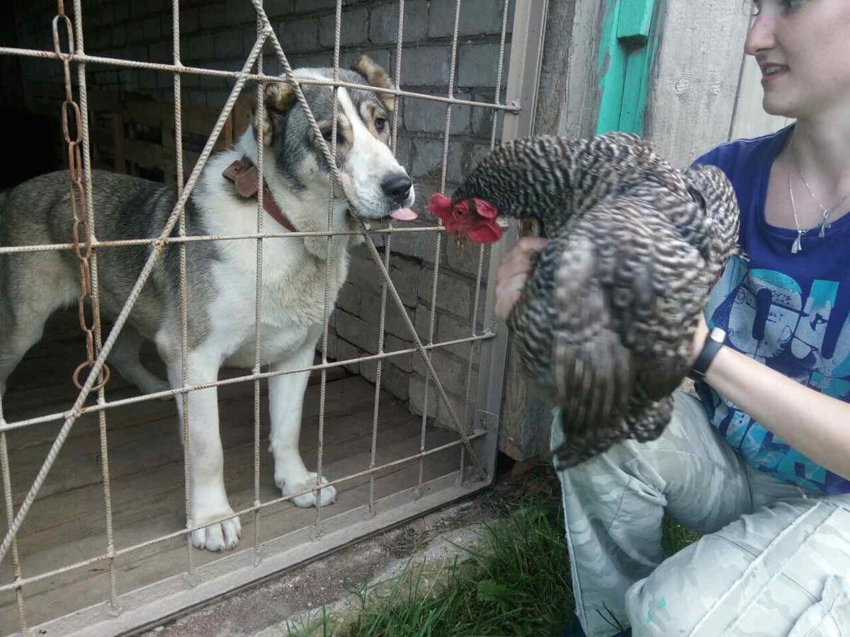 Знакомство Гретты с курицей