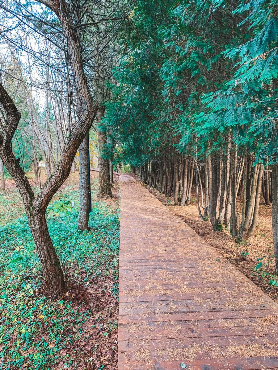 По дорожкам дендросада.