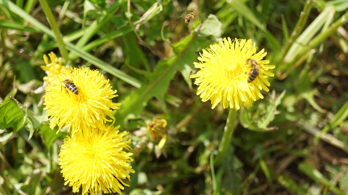 Наши пчёлы.