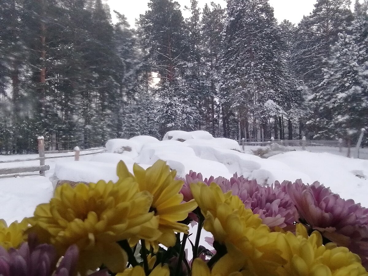 Такое сегодня солнышко, круглое, холодное и белое, словно застряло в сосновых ветках. 