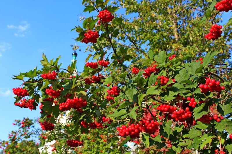 Калина. Иллюстрация для статьи используется с сайта fotokto.ru